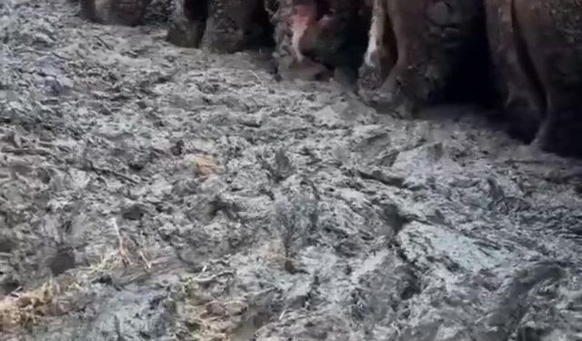 Konya’da, sosyal medyada tepki çeken besi çiftliğinde denetleme