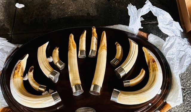 Trabzon Limanı’nda yaban hayatı operasyonu: 19 trofeye el konuldu