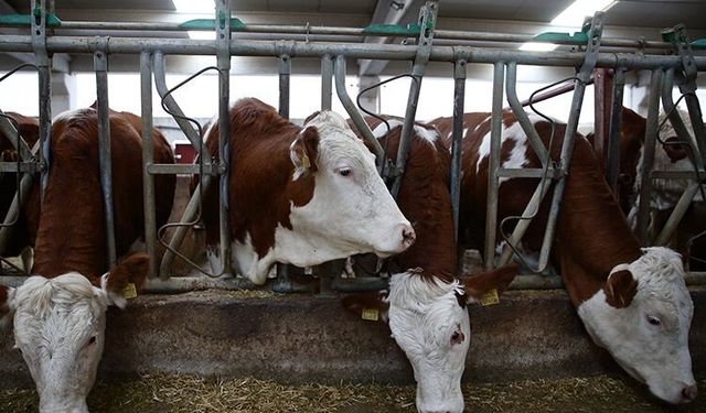 Çorum'da hayvanlara uygunsuz bakım yapan işletmeye ceza