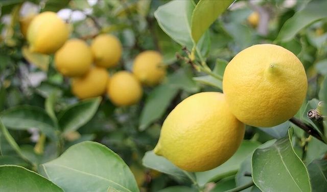 Geçici Vergi Kararıyla Limon İthalatına Yeni Düzenleme