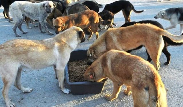 Ankara’da kurulan dernekten sokak hayvanlarına destek