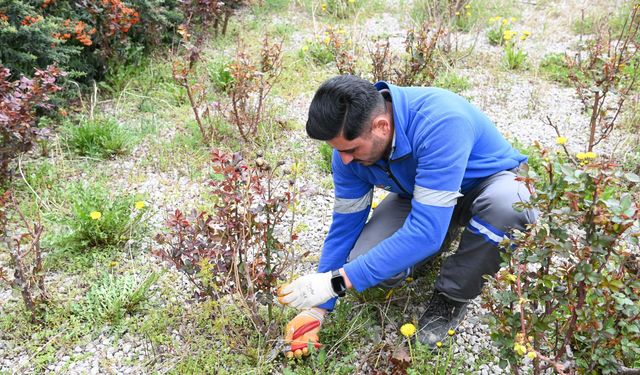 Mamak’ta Bahar Bakımı: Ağaçlar Budanıyor, Yeşil Alanlar Yenileniyor