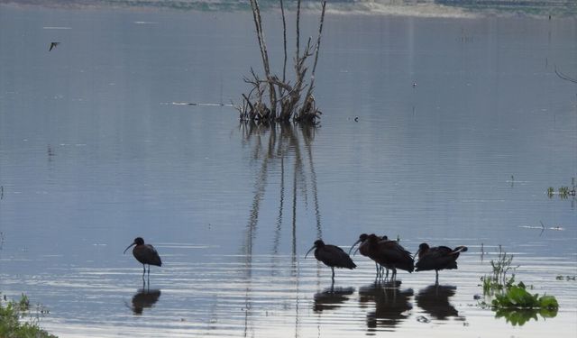 Ankara’da Saklı Cennet: Koyunbaba Göleti Kuşlarla Şenlendi