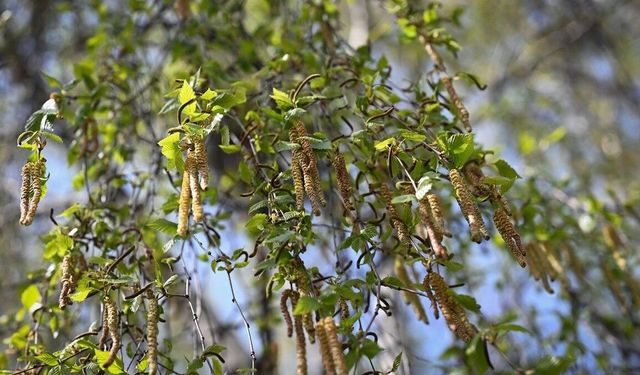 İklim değişikliği alerji sezonunu uzattı
