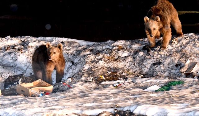Kars'ta bozayılar kış uykusundan uyanıyor