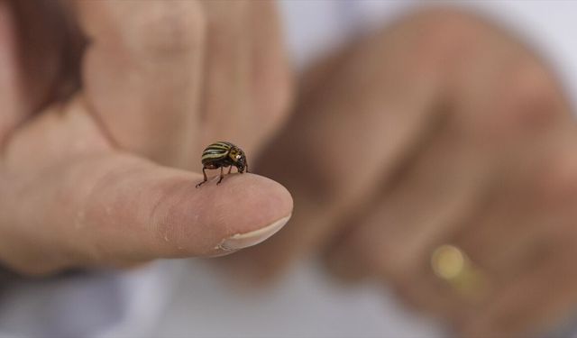 Kenelere karşı dikkatli olunması gerekiyor!