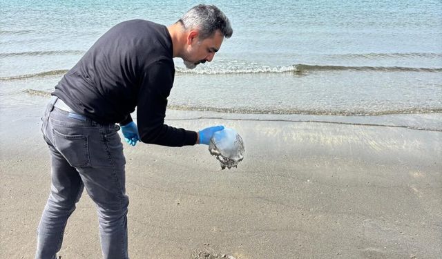 Hatay'da sahilde denizanası yoğunluğu
