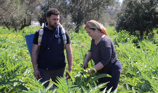 İzmir’de Enginar Hasadı Zirveye Ulaştı