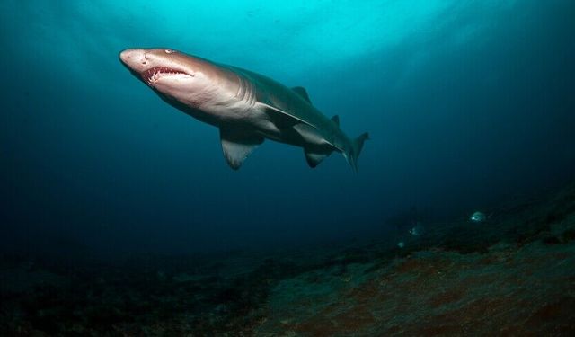 Bahamalar'daki Köpek Balıklarında Kafein ve Kokain Bulundu