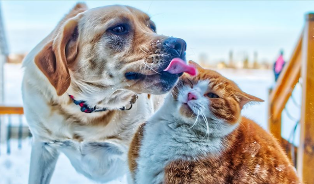 Evcil Hayvanlarımızla Sessiz Konuşmalar: Onları Ne Kadar Anlıyoruz?