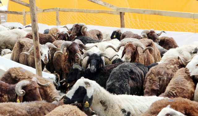 Yenimahalle’de Kurban Satış Başvuruları Başlıyor!