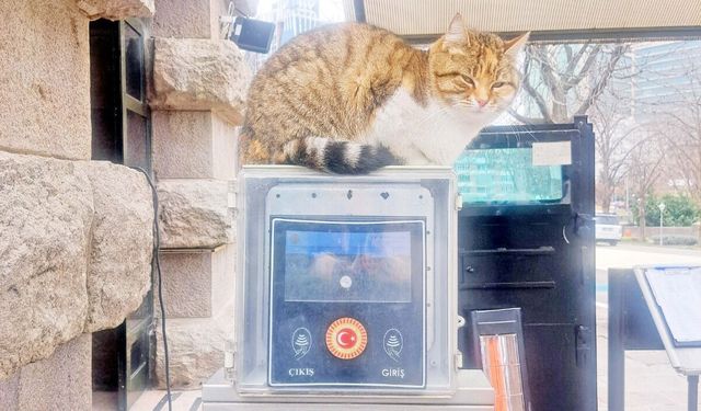 Meclis koridorlarının sevimli sahipleri