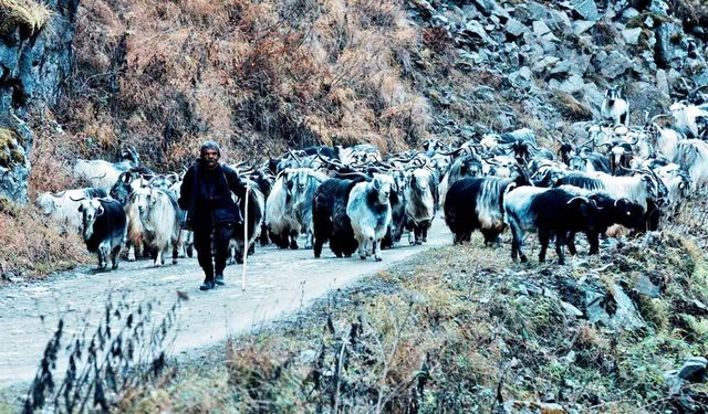 Keçi 501” Belgeseli Seyirci Karşısında