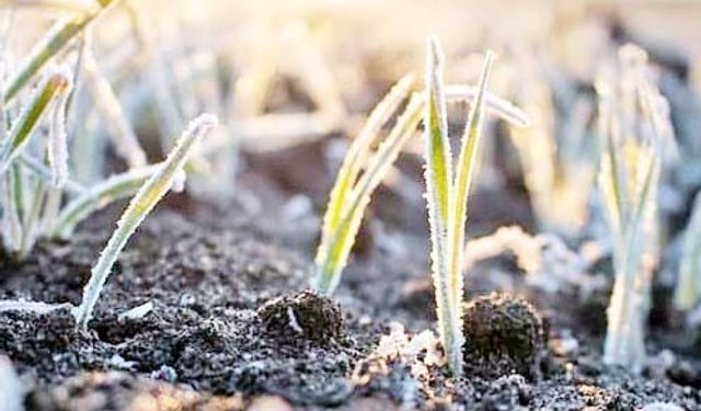 İklim Krizi Tarımı Vuruyor: Don Olayları Artıyor