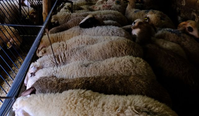 Bolu'daki kurban pazarlarında hareketlilik!