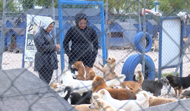 Bursa’da Barınakta Binlerce Patili Dost Yuva Bekliyor!