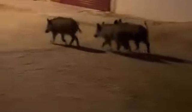 Domuz sürüsü mahalleye indi