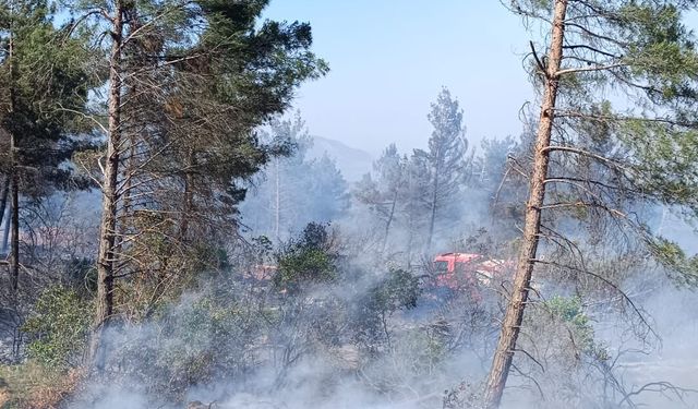 Hatay'da orman yangını