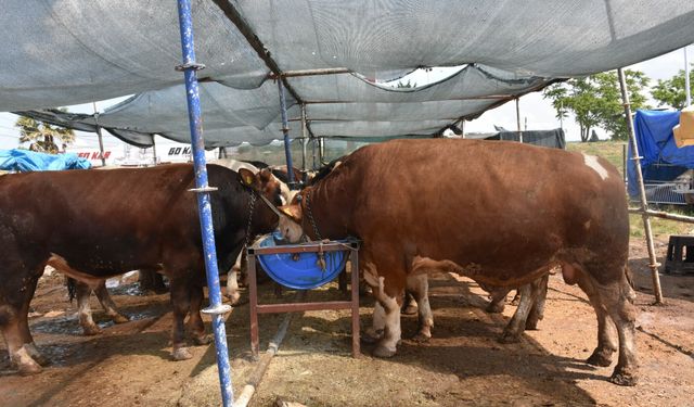İzmir’de Rekor Kurbanlık Satışı: 480 Bin TL