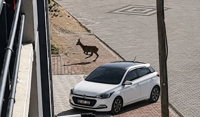 Kent merkezine inen karaca kamerada