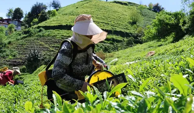 Çay Hasadı İçin Ortak Fiyat Kararı