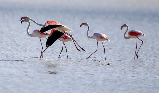 Burdur’da flamingoların görsel şöleni: Yarışlı Gölü’nde kartpostallık görüntüler
