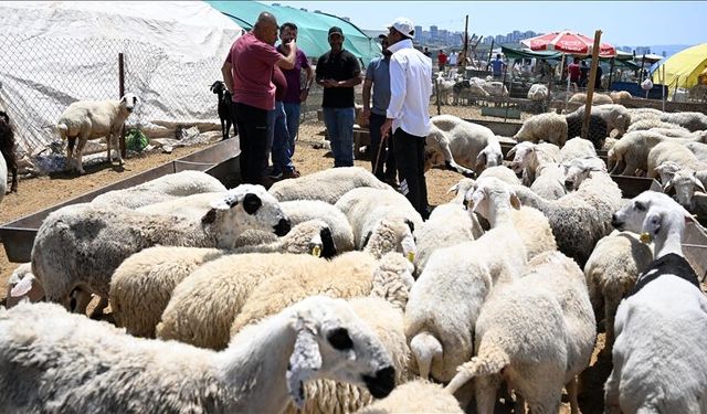 Ankara’da Kurban Bayramı Hazırlığı Başladı: İlçe İlçe Kurban Satış ve Kesim Alanları