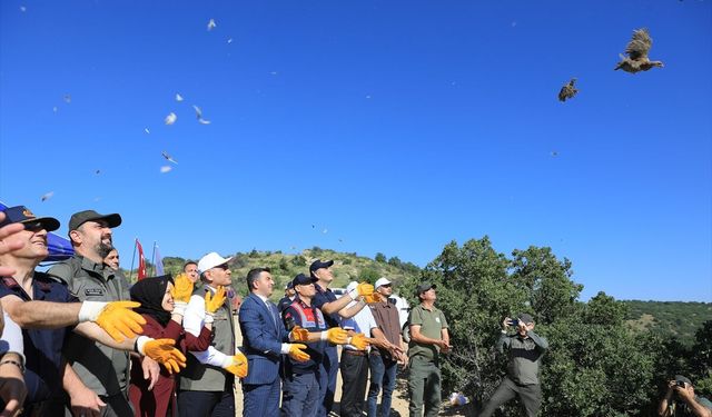 300 Kınalı Keklik Çankırı’da Doğaya Salındı