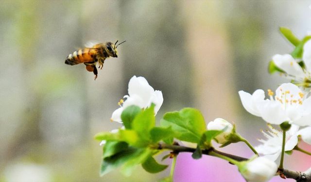 Bal ormanlarıyla sürdürülebilir arıcılığa destek veriliyor