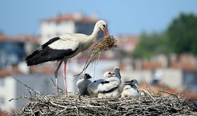 Edirne'de leylekler yavru büyütme telaşında