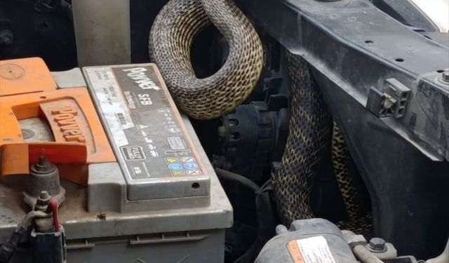 Otomobilin motoruna giren yılan itfaiye ekiplerince çıkarıldı