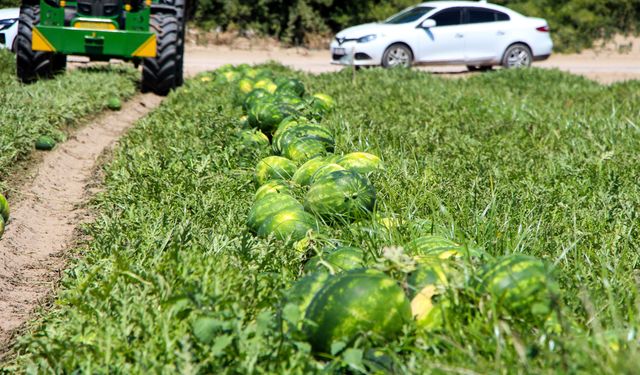 Adana'da karpuz hasadı devam ediyor