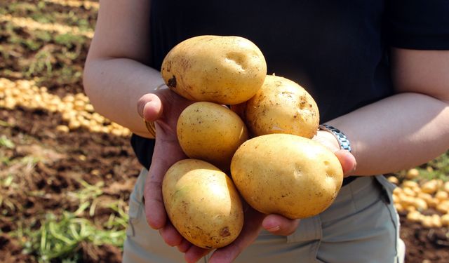 Adana'da patates hasadı başladı:  tarlada kilosu 20 TL'ye düştü