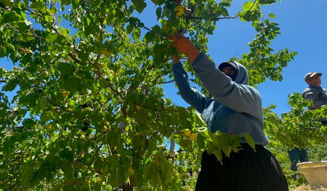 Kayısı başkenti Malatya'da kayısı hasadı başladı