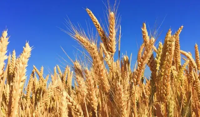 Polatlı’da Sezonun İlk Buğdayı Rekor Fiyata Satıldı