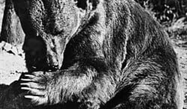 İkinci Dünya Savaşı’nda savaşmış bir ayı: Wojtek
