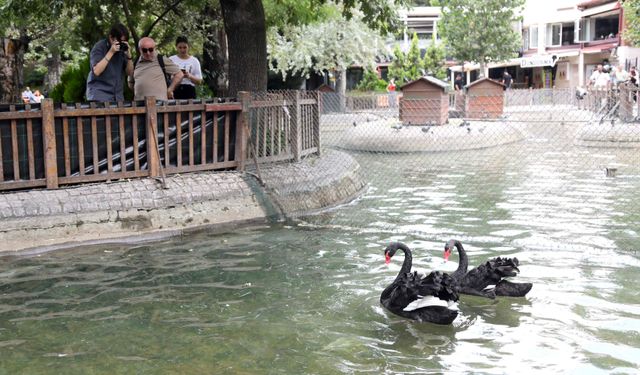 Cezaevinden Kuğulu Park’a Mesaj!