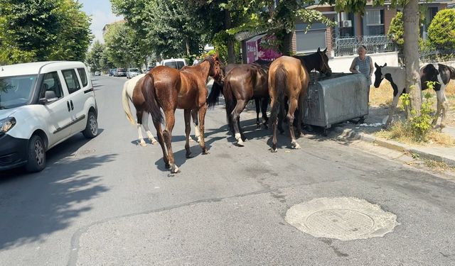 Avcılar'da sokakta dolaşan başıboş atlar çiftlikten kaçtı!