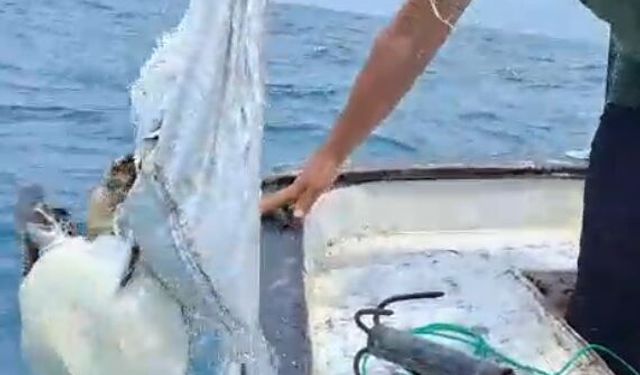 Caretta carettayı balıkçı kurtardı