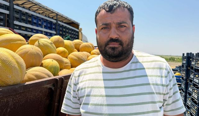 Hatay'ın Meşhur Kırıkhan Kavununda Hasat Bereketi! İlk Ürünler Yüksek Fiyattan Satıldı