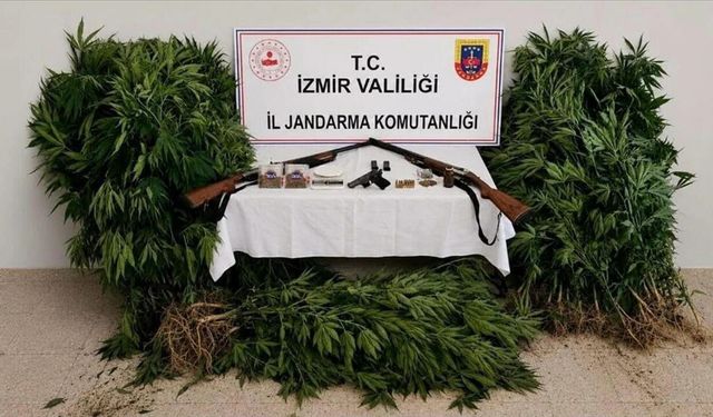 İzmir'de ormanda kenevir yetiştiren şüpheli yakalandı