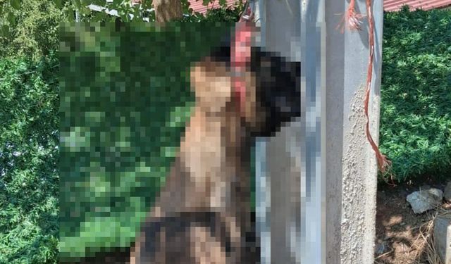 Kırıkhan’da Dehşet! Evinden Alınan Köpek Elektrik Direğinde Ölü Bulundu