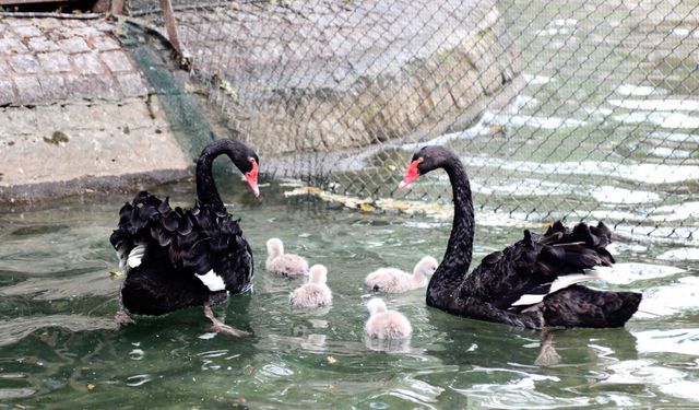 Kuğulu Park'ta 4 yeni yavru kuğu dünyaya geldi