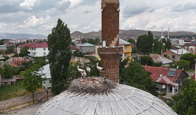 Patnos'ta leylekler bu yıl yuvalarına geç döndü
