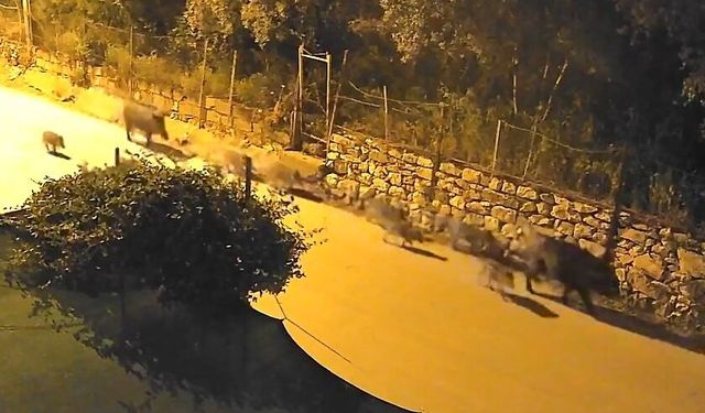 Şehir merkezinde yaban domuzu alarmı