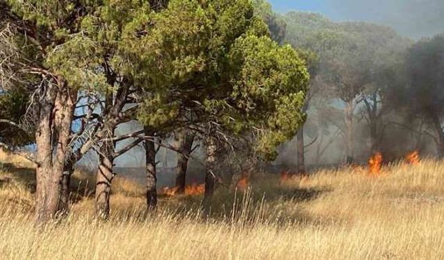 Ayvalık'ta orman yangını alarmı! Ekipler alevlerle mücadele ediyor