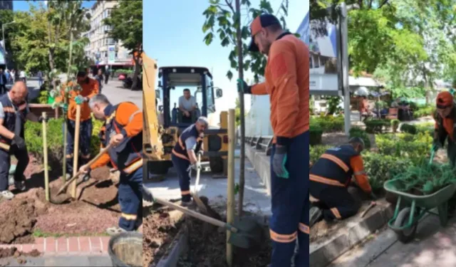 Çankaya'da Ağaçlandırma Çalışmaları Aralıksız Devam Ediyor