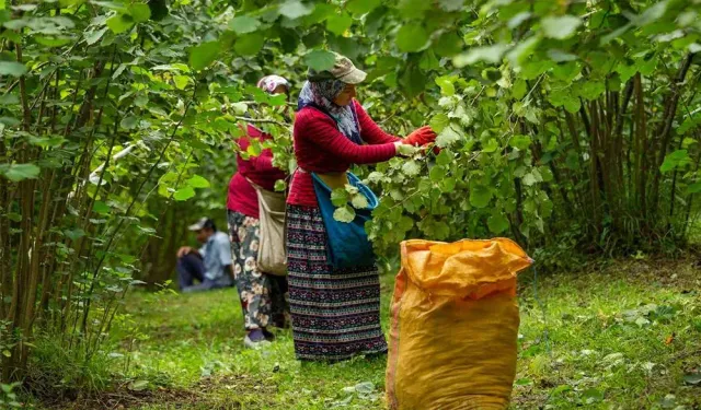 Fındıkta rekolte kadar yevmiye de konuşulacak!