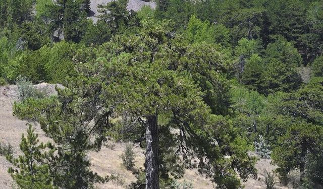 Ankara’da Ormanlık Alanlara Giriş Yasağı Uzatıldı!