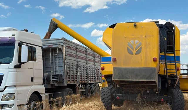 Sincan'da tahıl hasadı başladı: Üreticiye TMO alım noktası desteği